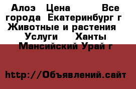 Алоэ › Цена ­ 150 - Все города, Екатеринбург г. Животные и растения » Услуги   . Ханты-Мансийский,Урай г.